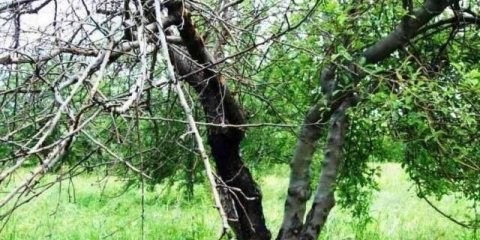 Crni rak jabuke: mjere kontrole, fotografije, liječenje, šta učiniti